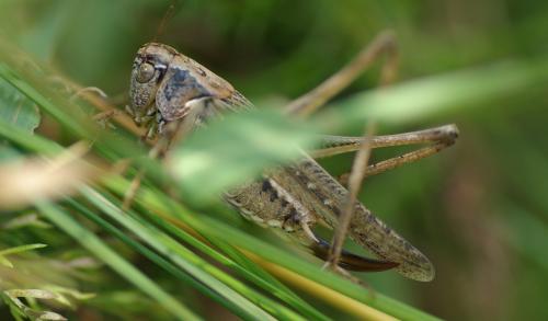 Réf. 213 639 : Platycleis albopunctata